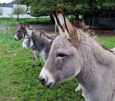 The Donkey Sanctuary: Uma Oásis de Amor e Paciência para Burros Amando!